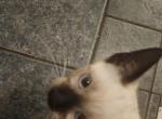 Siamese Kittens - Siamese Kitten For Sale - MI&comma; US