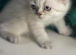 Annabelle - Scottish Fold Kitten For Sale - Rockford&comma; IL&comma; US