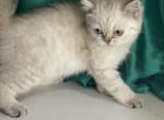 Penelope - Scottish Straight Kitten For Sale - Rockford&comma; IL&comma; US