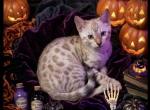 Princess Elsa - Bengal Kitten For Sale - Lake Isabella&comma; CA&comma; US