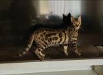Tica High quality Bengal girl - Bengal Cat For Sale - Spokane&comma; WA&comma; US