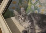 Poly Mainecoon kittens - Maine Coon Kitten For Sale - Chicago&comma; IL&comma; US
