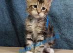 K2 Litter Blue Boy - Maine Coon Kitten For Sale - 