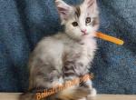 K2 Litter Orange Girl - Maine Coon Kitten For Sale - 