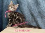 K2 Litter Pink Girl - Maine Coon Kitten For Sale - 