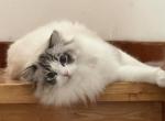 Dodo - Ragdoll Cat For Sale/Retired Breeding - San Diego&comma; CA&comma; US