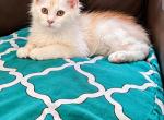 Sunny - Maine Coon Kitten For Sale - Virginia Beach&comma; VA&comma; US