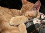 Garfield - American Shorthair Kitten For Adoption - Monroeton&comma; PA&comma; US