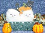 Rare Show Quality Blue Eyed White Persians - Persian Kitten For Sale - CA&comma; US