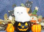 Rare Show Quality Blue Eyed White Persians - Persian Kitten For Sale - CA&comma; US