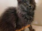 Charli Girl Lokis Legends - Maine Coon Kitten For Sale - 