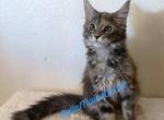 Chloe Lokis Legends - Maine Coon Kitten For Sale - Las Vegas&comma; NV&comma; US