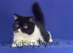 Baccara - Exotic Kitten For Sale - Yucca Valley&comma; CA&comma; US