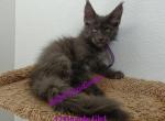 J2 litter Purple Girl - Maine Coon Kitten For Sale - Las Vegas&comma; NV&comma; US
