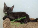J2 litter Green Girl - Maine Coon Kitten For Sale - Las Vegas&comma; NV&comma; US
