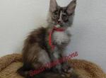 J2 litter Red Girl - Maine Coon Kitten For Sale - Las Vegas&comma; NV&comma; US