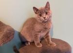 LILLY - Scottish Straight Kitten For Sale - Mt Lebanon&comma; PA&comma; US