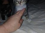 Stormy - Domestic Kitten For Adoption - Vero Beach&comma; FL&comma; US