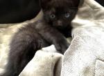 Kitten - Domestic Kitten For Sale - Lemont&comma; IL&comma; US