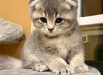 Muffin - Scottish Fold Kitten For Sale - Woodstock&comma; GA&comma; US
