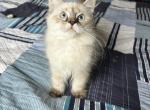 Tai - Siberian Kitten For Sale - Front Royal&comma; VA&comma; US