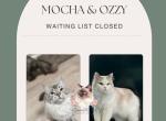 Mocha & Ozzy litter - Ragdoll Kitten For Sale - Kentucky Oaks Mall&comma; KY&comma; US