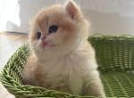 British golden chinchilla Dasha - British Shorthair Kitten For Sale - Staten Island&comma; NY&comma; US