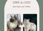 Ebby & Ozzy upcoming breeding - Ragdoll Kitten For Sale - 
