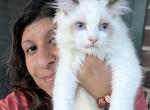 Purebred Bicolor torte seal point ragdoll kitten - Ragdoll Kitten For Sale - 