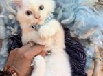 Purebred male flame point kitten - Ragdoll Kitten For Sale - Beavercreek&comma; OH&comma; US