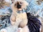 Purebred Mitted seal point ragdoll kitten - Ragdoll Kitten For Sale - 