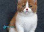Fantasy - Munchkin Kitten For Sale - Pembroke Pines&comma; FL&comma; US