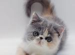 Julia - Exotic Kitten For Sale - Pembroke Pines&comma; FL&comma; US
