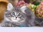 Nico - Siberian Kitten For Sale - Pembroke Pines&comma; FL&comma; US