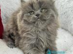 Xan - Scottish Straight Kitten For Sale - Miami&comma; FL&comma; US