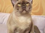 Hilton - Burmese Kitten For Sale