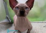Maks - Bambino Kitten For Sale - Miami&comma; FL&comma; US