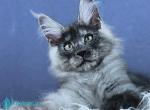 Namiko - Maine Coon Kitten For Sale - Miami&comma; FL&comma; US