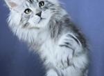 Marshmallow - Maine Coon Kitten For Sale - Hollywood&comma; FL&comma; US