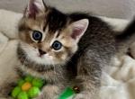 Gabi - Scottish Straight Kitten For Sale - Bradenton&comma; FL&comma; US
