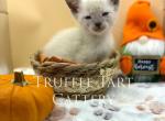 Dragonfly - Siamese Kitten For Sale - 