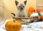 Mantis - Siamese Kitten For Sale - 