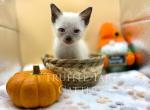 Cricket - Siamese Kitten For Sale - Myerstown&comma; PA&comma; US