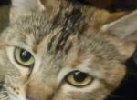 FREE Female Domestic Short Hair - Domestic Cat For Sale - MI&comma; US