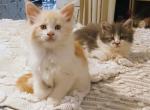 Poly Red Man - Maine Coon Kitten For Sale - New Laguna&comma; NM&comma; US