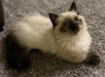 ZENiTH - Minuet Kitten For Sale - Elverson&comma; PA&comma; US