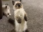 ZENiTH - Minuet Kitten For Sale - Elverson&comma; PA&comma; US