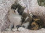Poly Princess - Maine Coon Kitten For Sale - New Laguna&comma; NM&comma; US