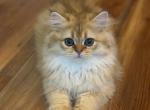 TEUTA - British Shorthair Kitten For Sale - 