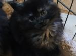 Classis Doll - Maine Coon Kitten For Sale - New Laguna&comma; NM&comma; US